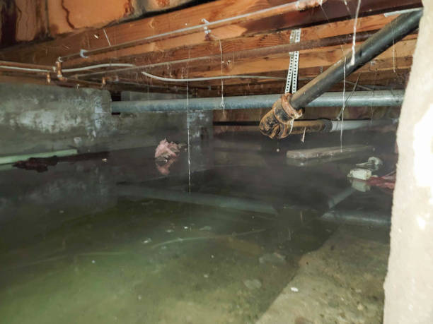 Best Carpet water damage restoration  in Gardnerville Ranchos, NV
